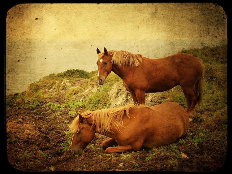 Picture of IRISH COUNTRYSIDE HORSES BW