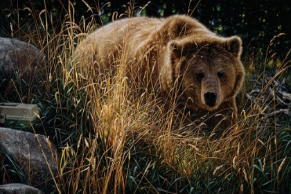 Picture of BROWN BEAR - CROSSING PATHS