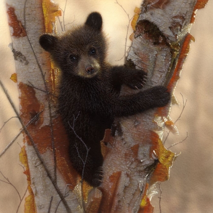 Picture of CURIOUS CUB I
