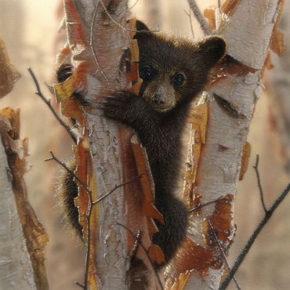 Picture of CURIOUS CUB II