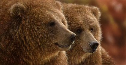 Picture of BROWN BEARS - LAZY DAZE