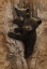 Picture of CURIOUS CUBS