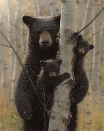 Picture of BLACK BEAR MOTHER AND CUBS - MAMA BEAR