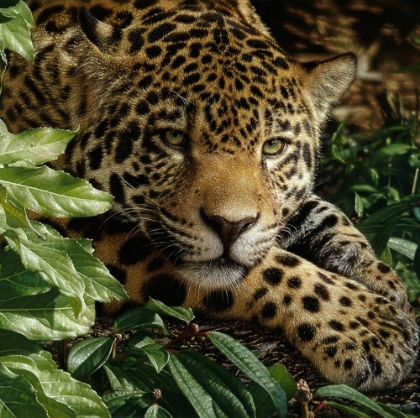 Picture of JAGUAR - AT REST