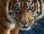 Picture of BLUE EYES