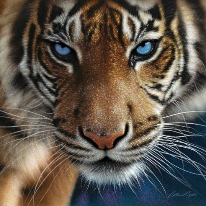 Picture of TIGER - BLUE EYES