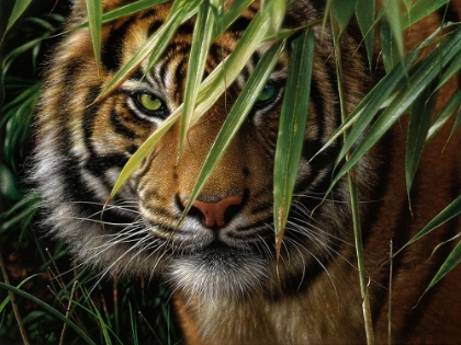 Picture of TIGER - EMERALD FOREST