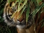 Picture of TIGER - EMERALD FOREST