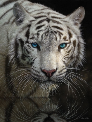 Picture of WHITE TIGER - INTO THE LIGHT