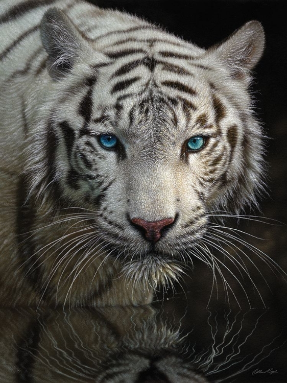 Picture of WHITE TIGER - INTO THE LIGHT