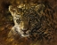 Picture of JAGUAR CUB ON BARK