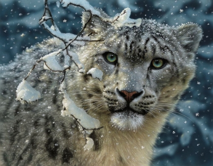 Picture of SNOW LEOPARD