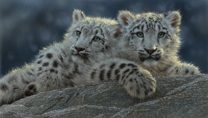 Picture of SNOW LEOPARD CUBS