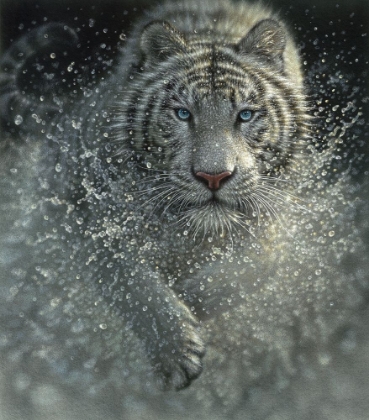 Picture of WHITE TIGER - WEST AND WILD