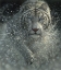 Picture of WHITE TIGER - WEST AND WILD