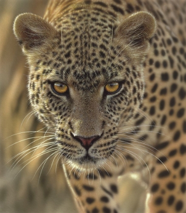 Picture of LEOPARD - ON THE PROWL - SQUARE