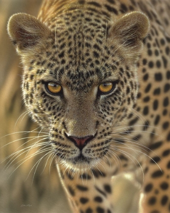 Picture of LEOPARD - ON THE PROWL