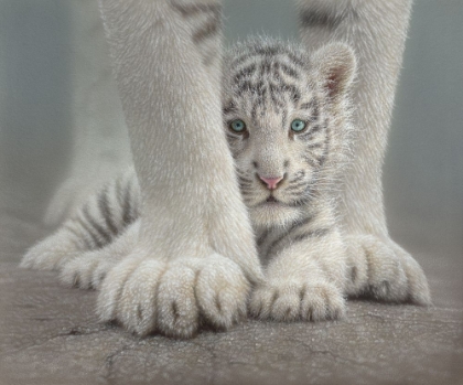 Picture of WHITE TIGER CUB - SHELTERED - BANDW