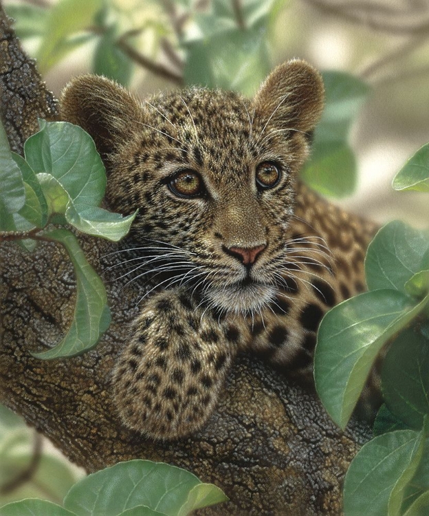 Picture of LEOPARD CUB - TREE HUGGER