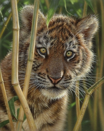 Picture of TIGER CUB - DISCOVERY