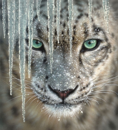 Picture of SNOW LEOPARD - BLUE ICE