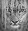 Picture of SNOW LEOPARD - BLUE ICE - BANDW