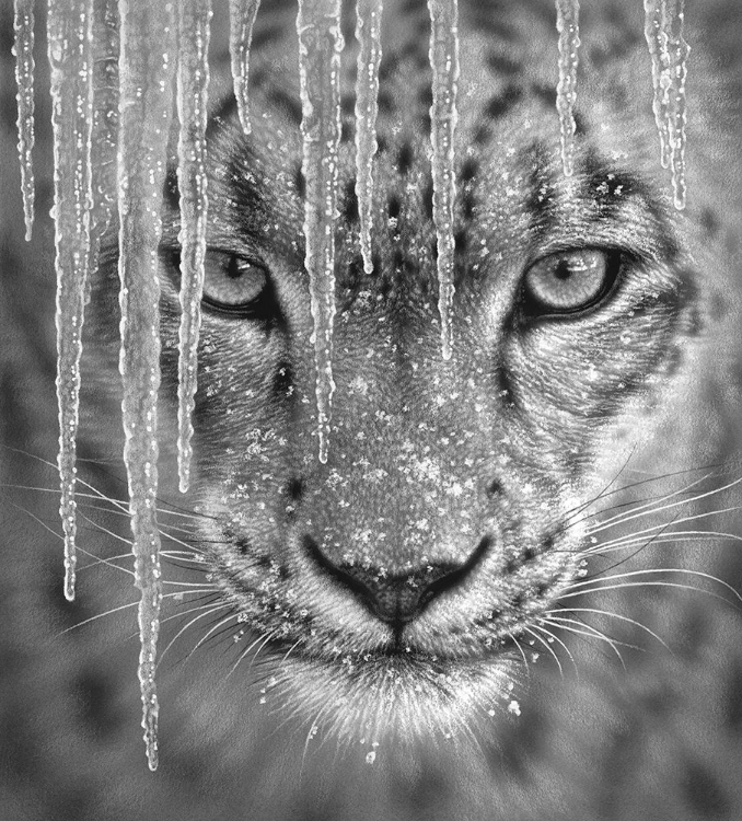 Picture of SNOW LEOPARD - BLUE ICE - BANDW