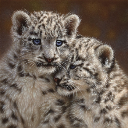 Picture of SNOW LEOPARD CUBS - PLAYMATES