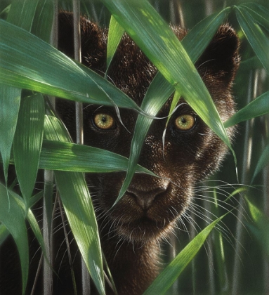 Picture of BLACK PANTHER - WILD EYES