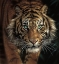 Picture of EYE OF THE TIGER - SQUARE