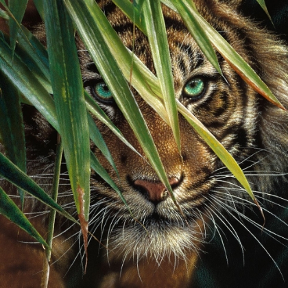 Picture of TIGER EYES