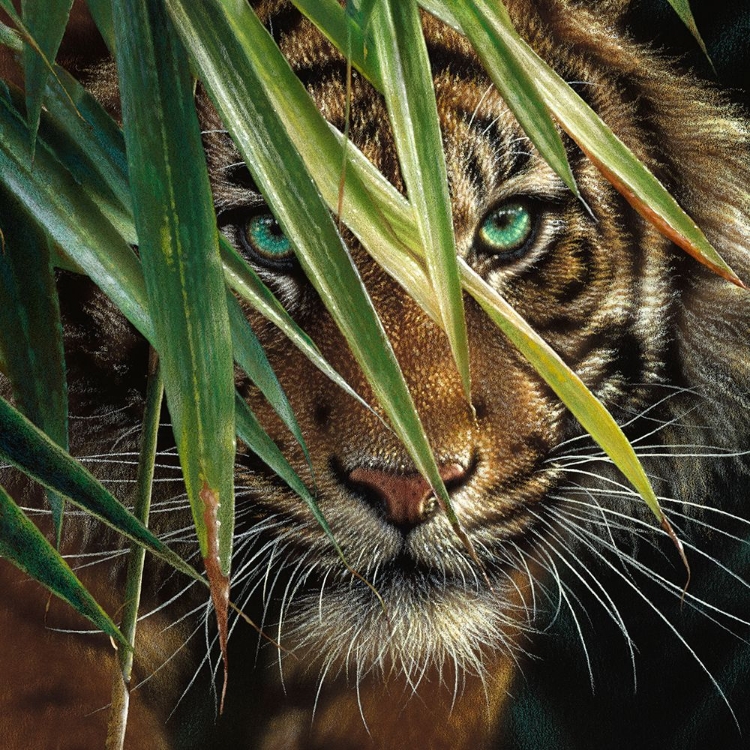 Picture of TIGER EYES