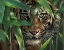 Picture of TIGER - BLUE EYES BAMBOO - BANDW