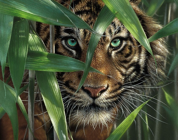 Picture of TIGER - BLUE EYES BAMBOO - BANDW