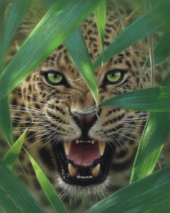 Picture of JAGUAR - AMBUSH