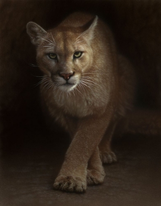 Picture of COUGAR - EMERGENCE