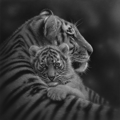 Picture of TIGER MOTHER AND CUB - CHERISHED - BANDW