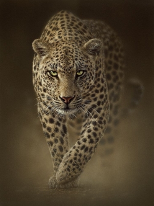 Picture of LEOPARD - SAVAGE