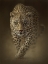 Picture of LEOPARD - SAVAGE