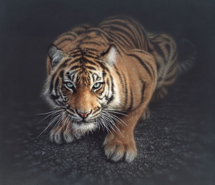 Picture of CROUCHING TIGER - VERTICAL