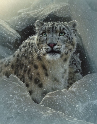 Picture of SNOW LEOPARD - THE FORTRESS