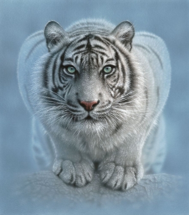 Picture of WHITE TIGER - WILD INTENTIONS SQUARE