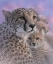 Picture of CHEETAH MOTHER AND CUBS - MOTHERS LOVE