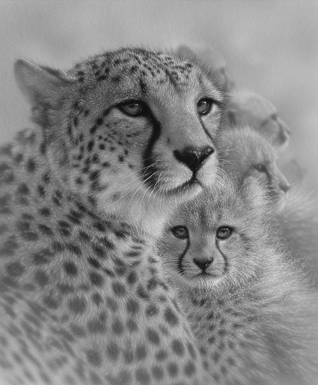 Picture of CHEETAH MOTHER AND CUBS - MOTHERS LOVE - SQUARE