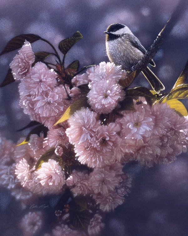 Picture of BLACK CAPPED CHICKADEE