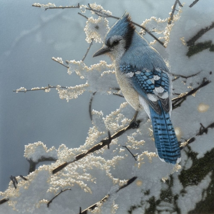 Picture of BLUE JAY - ON THE FENCE