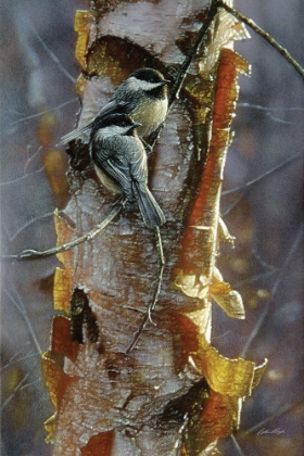 Picture of BLACK-CAPPED CHICKADEES - SUNLIT BIRCH