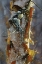 Picture of BLACK-CAPPED CHICKADEES - SUNLIT BIRCH
