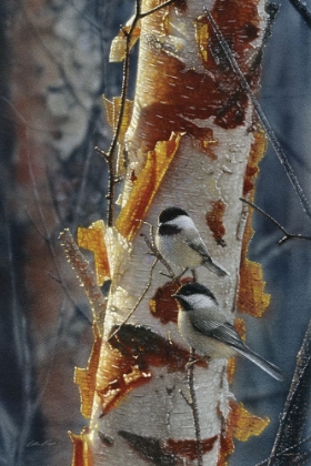 Picture of BLACK-CAPPED CHICKADEES - SUNLIT BIRCH II