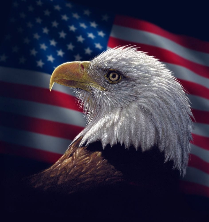 Picture of AMERICAN BALD EAGLE